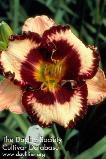 Daylily French Cavalier